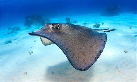 stingray fish|Stingray Fish Facts .